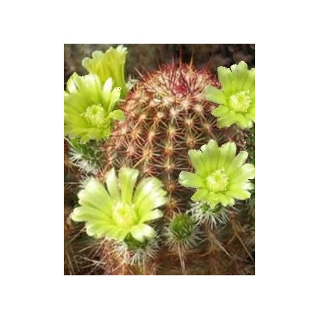 ECHINOCEREUS viridiflorus 15 semen