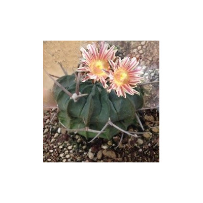 ECHINOFOSSULOCACTUS coptonogonus 10 semen