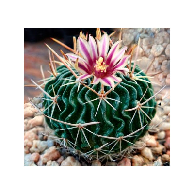 ECHINOFOSSULOCACTUS crispatus 10 semen