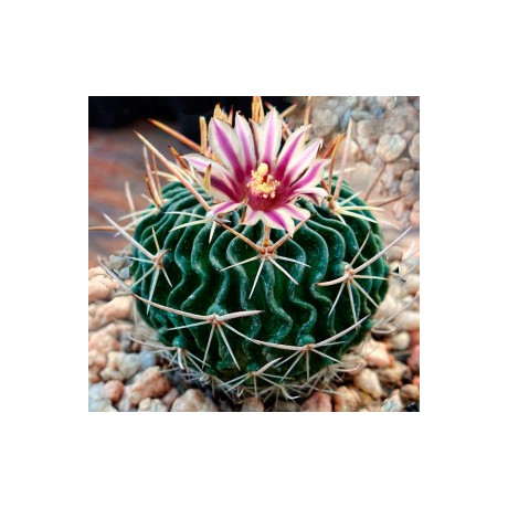 ECHINOFOSSULOCACTUS crispatus 10 semen