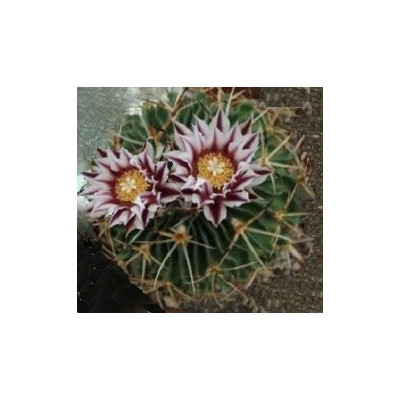 ECHINOFOSSULOCACTUS dichroacanthus 10 semen