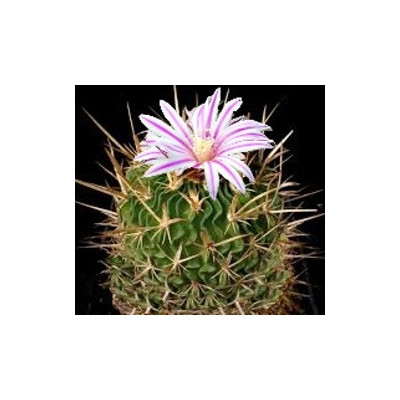 ECHINOFOSSULOCACTUS gladiatus 15 semen