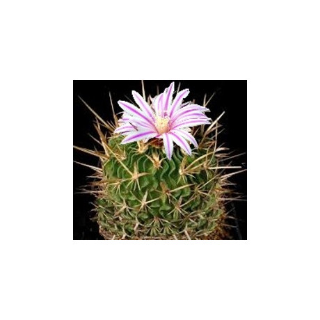 ECHINOFOSSULOCACTUS gladiatus 15 semen