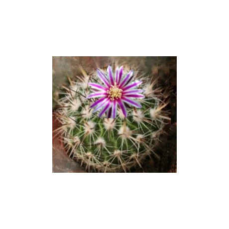 ECHINOFOSSULOCACTUS heteracanthus 15 semen