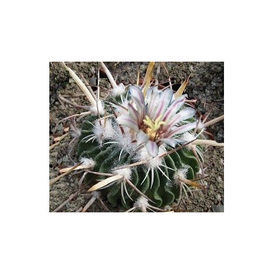 ECHINOFOSSULOCACTUS pentacanthus 15 semen