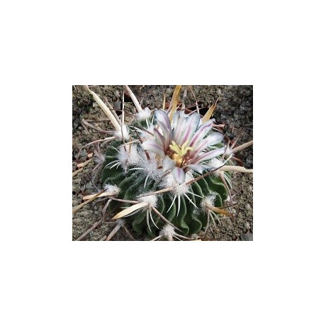 ECHINOFOSSULOCACTUS pentacanthus 15 semen