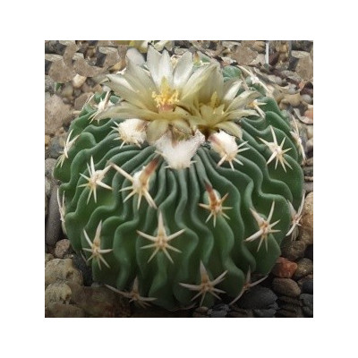 ECHINOFOSSULOCACTUS phyllacanthus 10 semen