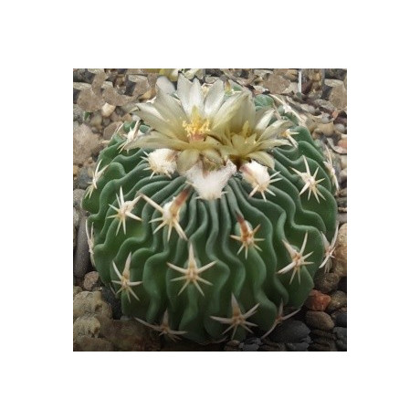 ECHINOFOSSULOCACTUS phyllacanthus 10 semen
