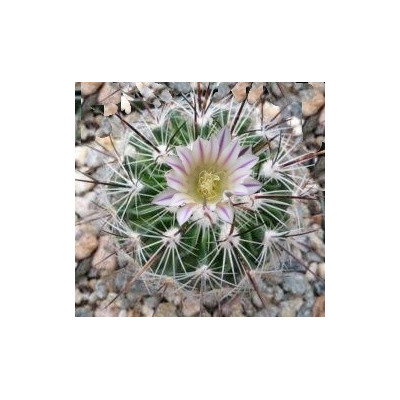 ECHINOFOSSULOCACTUS zacatecasensis 10 semen