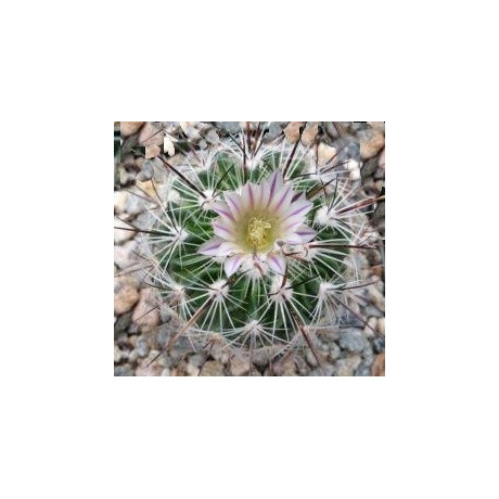 ECHINOFOSSULOCACTUS zacatecasensis 10 semen