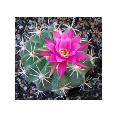 ECHINOPSIS callichroma 15 semen