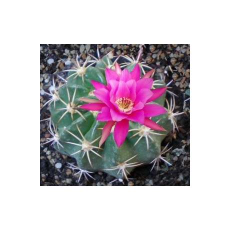 ECHINOPSIS callichroma 15 semen