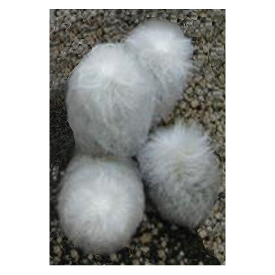 ESPOSTOA nana 10 semen 