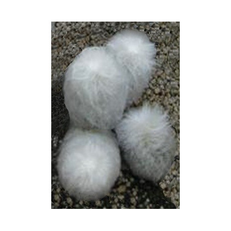 ESPOSTOA nana 10 semen 