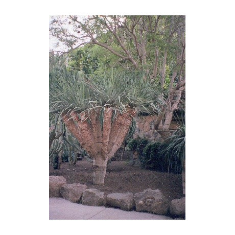 DRACAENA draco "Dračí strom" 5 semen