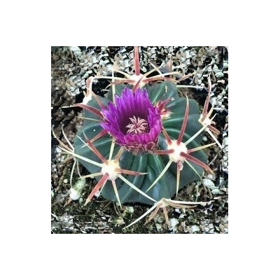 FEROCACTUS latispinus 15 semen