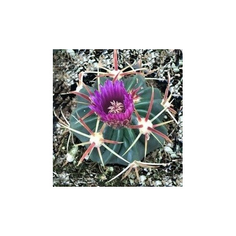 FEROCACTUS latispinus 15 semen