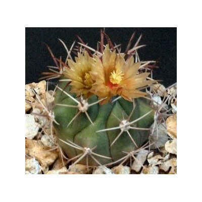 FEROCACTUS santa maria 15 semen