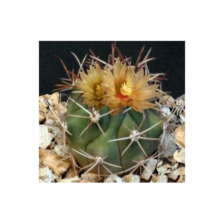 FEROCACTUS santa maria 15 semen