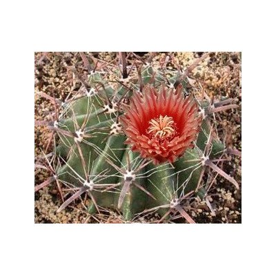 FEROCACTUS towsendianus 20 semen