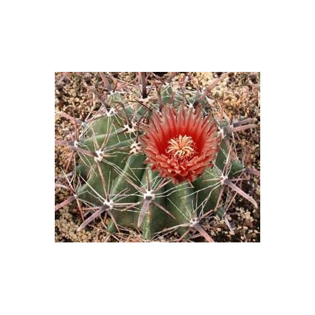 FEROCACTUS towsendianus 20 semen