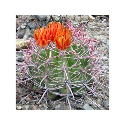 FEROCACTUS wislizenii 15 semen