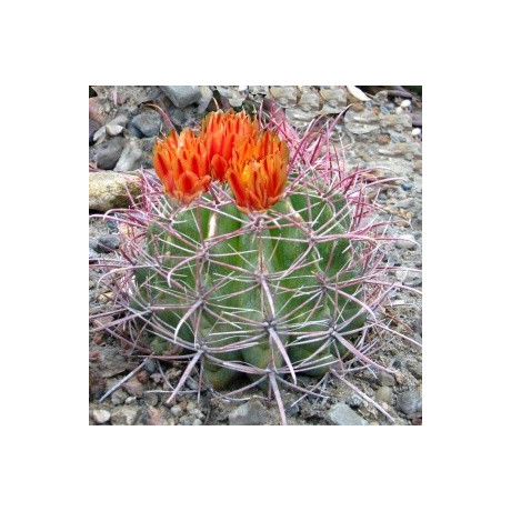 FEROCACTUS wislizenii 15 semen