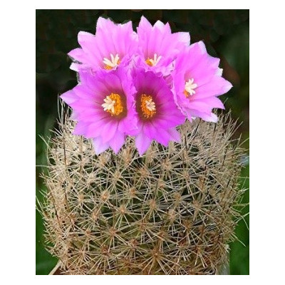 GYMNOCACTUS beguini v. senilis 15 semen