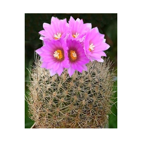 GYMNOCACTUS beguini v. senilis 15 semen