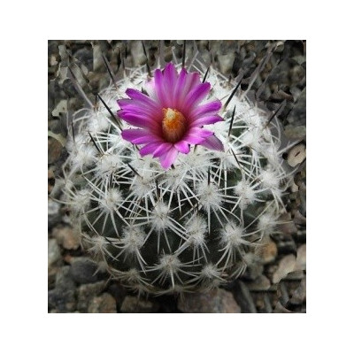 GYMNOCACTUS beguinii 10 semen