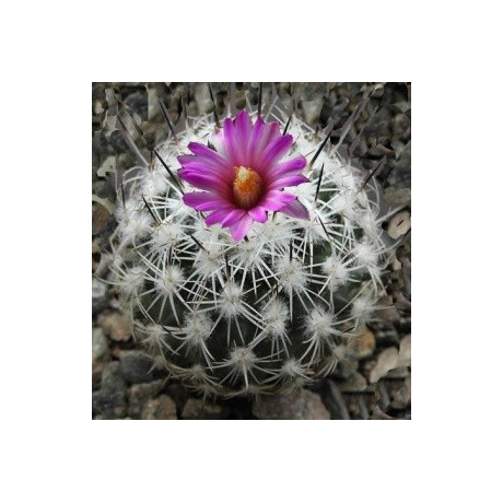 GYMNOCACTUS beguinii 10 semen