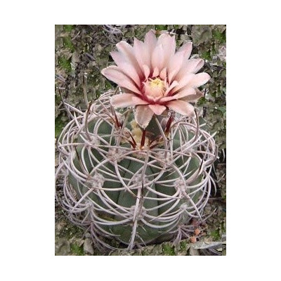 GYMNOCALYCIUM acorrugatum 10 semen