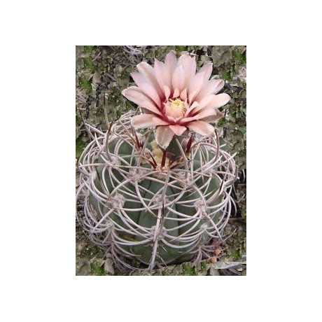 GYMNOCALYCIUM acorrugatum 10 semen