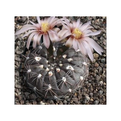 GYMNOCALYCIUM berchtii 15 semen