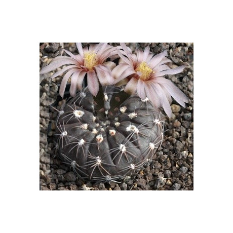 GYMNOCALYCIUM berchtii 15 semen