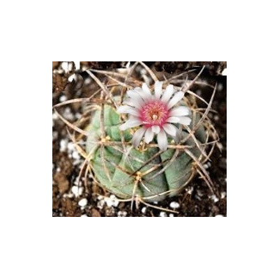 GYMNOCALYCIUM cardenasianum 10 semen