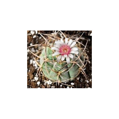 GYMNOCALYCIUM cardenasianum 10 semen
