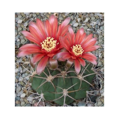 GYMNOCALYCIUM carminanthum 10 semen