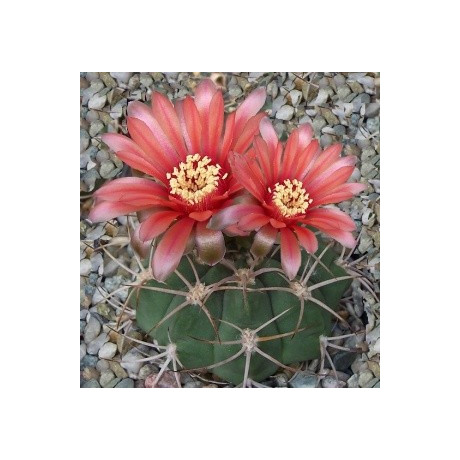 GYMNOCALYCIUM carminanthum 10 semen