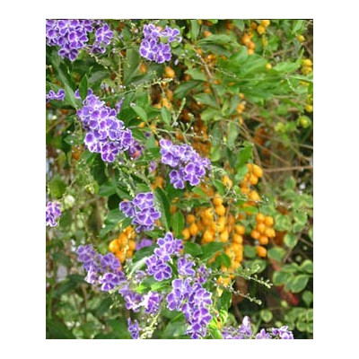 DURANTA repens 20 semen