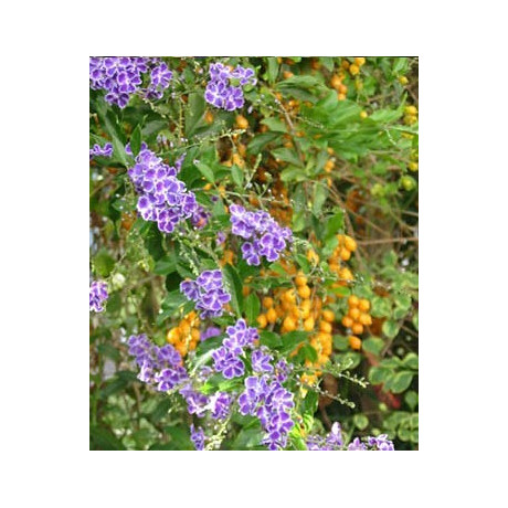 DURANTA repens 20 semen