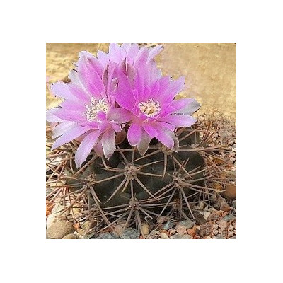 GYMNOCALYCIUM neuhuberi 20 semen