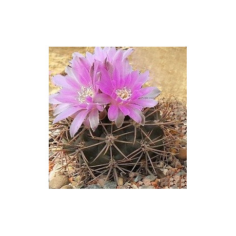 GYMNOCALYCIUM neuhuberi 20 semen