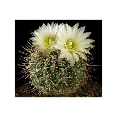 GYMNOCALYCIUM reductum 15 semen