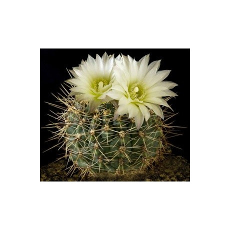 GYMNOCALYCIUM reductum 15 semen