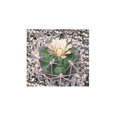 GYMNOCALYCIUM schickendantzii 15 semen