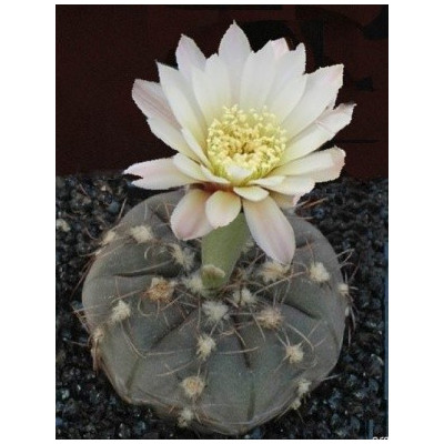 GYMNOCALYCIUM taningaense 15 semen