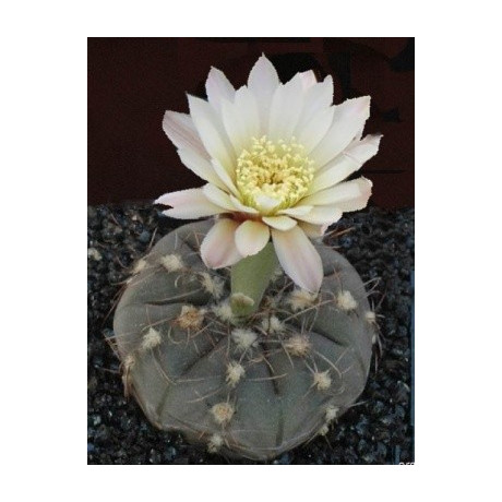 GYMNOCALYCIUM taningaense 15 semen