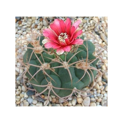 GYMNOCALYCIUM tillianum 15 semen