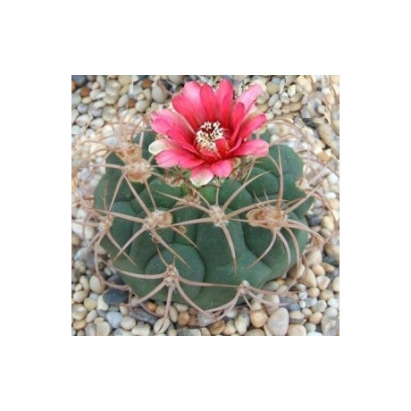GYMNOCALYCIUM tillianum 15 semen